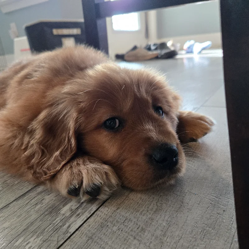 Jack the golden retriever puppy
